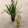 CYMBIDIUM 14 CM 1X1