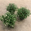 CHRYSANTHEMUM 12 CM GARDENMUMS 1X8