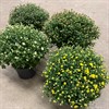 CHRYSANTHEMUM 19 CM  X- BOLL