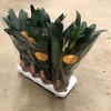 CLIVIA 13 CM MINIATA