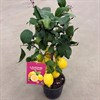 CITRUS 20 CM CITRON PÅ STAM VECKANS