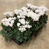 CYKLAMEN 10.5 CM VITA 1X12