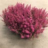 ERICA 11 CM GRACILIS LJUNG 16-19, 1X8