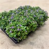 EXACUM 11 CM AFFINE BLÅ 1X12
