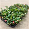 GAULTERIA 10 CM PROCUMBENS 1X15