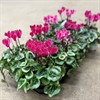 CYKLAMEN 10,5 CM ROSA MIX 1X8