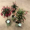 FUCHSIA 19 CM PÅ STAM