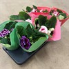 SINNINGIA 12 CM MIX 1X6