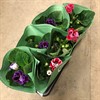 GLOXINIA 13 CM MIX 1X6
