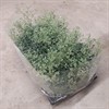 ASPARAGUS 12 CM SPARRIS 1X14