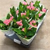 EUPHORBIA 12 CM MILII 1X12