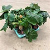 JATROPHA 13 CM PODAGRICA ORANGE  1X6