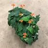 JATROPHA 13 CM PODAGRICA ORANGE  1X6