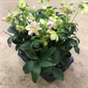 HELLEBORUS 12 CM EARLY PINK 1X8