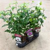 HIBISCUS 19 CM SYRIACUS 1X3