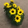 HELIANTHUS 13 CM SUNSATION 1X8