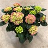 HORTENSIA 29 CM TRÄDGÅRD 1X1