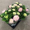 HORTENSIA 13 CM ROSA DK