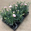 DIANTHUS 11 CM OSCAR ROSA TONER MÅLSTA