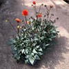 DAHLIA 14 CM AJALA ORANGE MÅLSTA