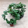 HOYA 14 CM AUSTRALIS BÅGE 1X6