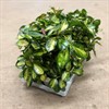 HOYA 12 CM CARNOSA TRICOLOR BÅGE