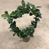 HOYA 17 CM BÅGE CARNOSA 1X4