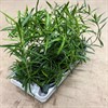 HOYA 12 CM LONGIFOLIA 1X8