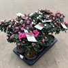 AZALEA 13 CM STAM MIX 1X8