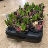 HYACINT  9 CM MULTIFLORA ROSA 1X18