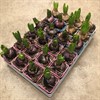 HYACINT 7 CM MIX 1X24