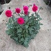 DAHLIA 14 CM SANYA MÅLSTA