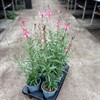 GAURA 14 CM ROSA MÅLSTA
