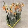 PHALAENOPSIS 12 CM ORANGE 1x10