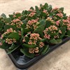 KALANCHOE 7 CM LILA DUBBEL