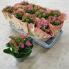 KALANCHOE 10,5 CM LILA ENKEL  1X12