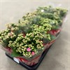 KALANCHOE 10 CM ROSA NANDO 1X10