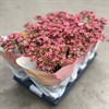 KALANCHOE 10,5 CM LADYLIKE VECKANS
