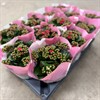 KALANCHOE 10,5 CM CERIS DUBBEL VECKANS