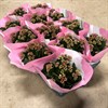 KALANCHOE 10,5 CM CERIS DUBBEL 1X12