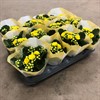 KALANCHOE 6 CM MINI GUL DUBBEL 1X12