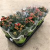 KALANCHOE 12 CM RUBIO RÖD VECKANS