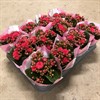 KALANCHOE  6 CM MINI CERISE DUBBEL 1X12
