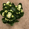 KALANCHOE 15 CM VIT DUBBEL 1X6