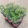 KALANCHOE 14 CM LUCKY BELLS 1X6