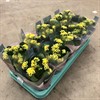 KALANCHOE 10,5 CM LJUSGUL VECKANS