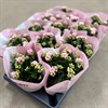 KALANCHOE 10,5 CM ROSA  DUBBEL 1X12
