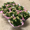 KALANCHOE 10,5 CM ROSA DUBBEL 1X12