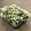 KALANCHOE 10,5 CM VIT DUBBEL 1X12