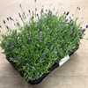 LAVANDULA 10,5 CM TUMBELINA DK 1X8